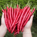 Sichuan Chilies Long Dry Drice Chilies для продовольствия